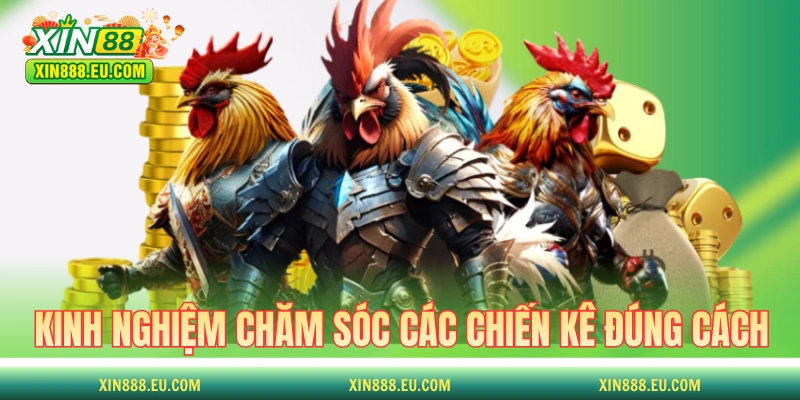 Kinh nghiệm chăm sóc các chiến kê đúng cách